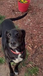 Reunited Female Dog last seen Tafthill Rd horse tooth Rd, Fort Collins, CO 80526