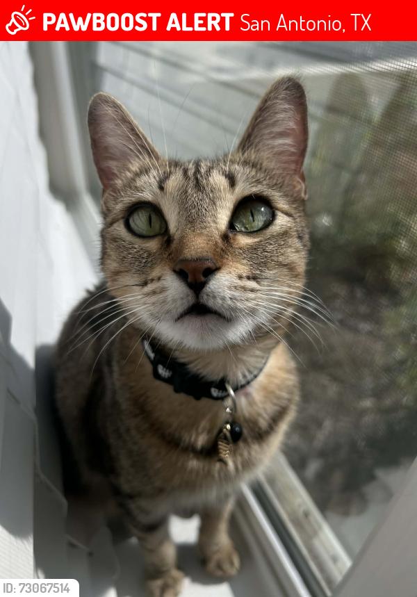 Lost Female Cat last seen Beebrush Saddle st, San Antonio, TX 78253