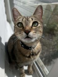Lost Female Cat last seen Beebrush Saddle st, San Antonio, TX 78253