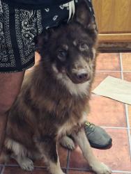 Lost Male Dog last seen N Patton st, Florence, AL 35630