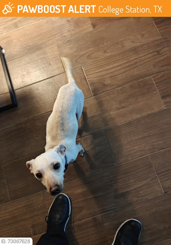 Found/Stray Male Dog last seen Glade &Holleman, College Station, TX 77840