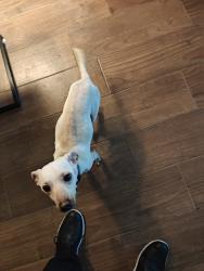 Found/Stray Male Dog last seen Glade &Holleman, College Station, TX 77840