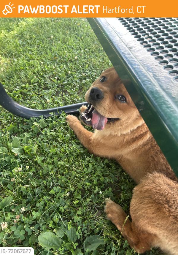 Found/Stray Male Dog last seen Barbour st, Hartford, CT 06120