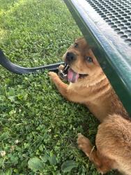 Found/Stray Male Dog last seen Barbour st, Hartford, CT 06120