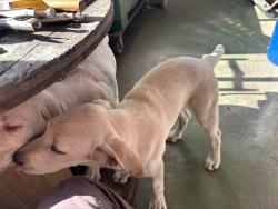 Reunited Male Dog last seen 6710, Garrow Ave, Mobile AL 36618, Mobile, AL 36618