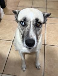 Found/Stray Female Dog last seen Near nw 103rd st, Miami, FL 33147