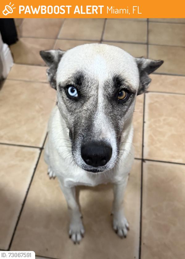 Found/Stray Female Dog last seen Near nw 103rd st, Miami, FL 33147