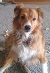 Lost Female Dog last seen Near North front st., Waterloo, NE 68069