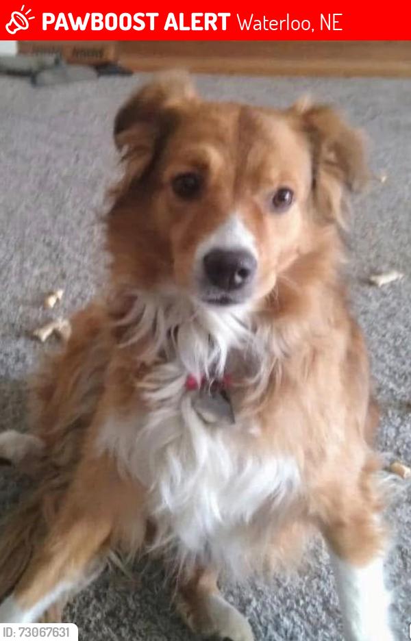 Lost Female Dog last seen Near North front st., Waterloo, NE 68069