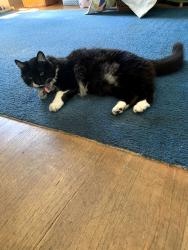 Lost Female Cat last seen corner of walnut street and rose street, berkeley, Berkeley, CA 94709