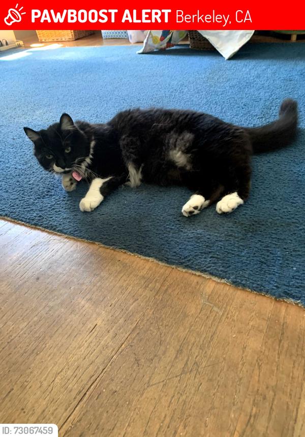 Lost Female Cat last seen corner of walnut street and rose street, berkeley, Berkeley, CA 94709