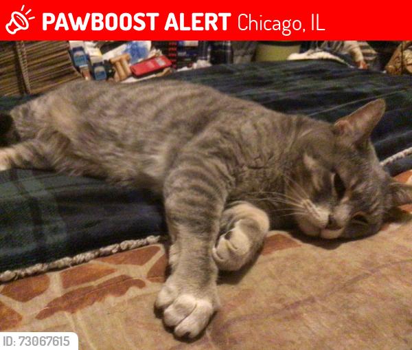 Lost Male Cat last seen Lawrence and Hamlin, Chicago, IL 60625