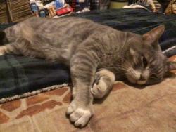 Lost Male Cat last seen Lawrence and Hamlin, Chicago, IL 60625