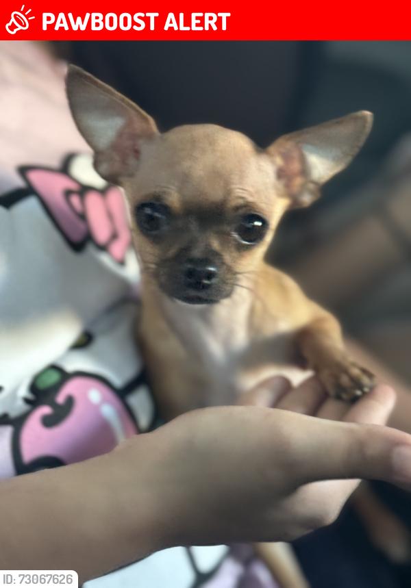 Lost Female Dog last seen Near pennington dr, Colorado Springs, CO 80911