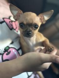 Lost Female Dog last seen Near pennington dr, Colorado Springs, CO 80911