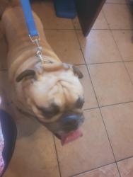 Reunited Male Dog last seen East 16th st , Paterson, NJ 07505