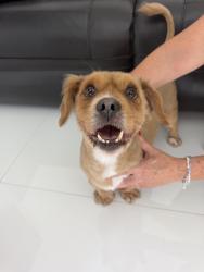 Found/Stray Male Dog last seen Miccosuki Golf Camp, Miami, FL 33183