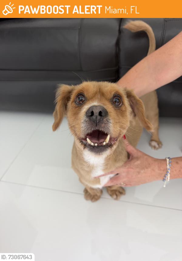 Found/Stray Male Dog last seen Miccosuki Golf Camp, Miami, FL 33183