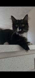 Reunited Female Cat last seen Near E Tiger Ave, Post Falls, ID 83854, USA, Post Falls, ID 83854