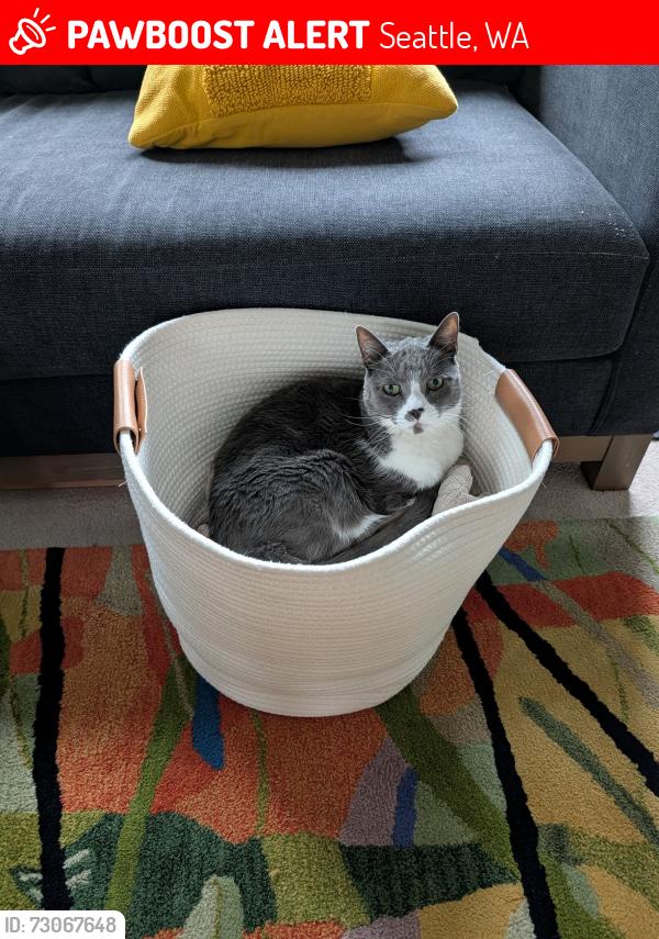 Lost Male Cat last seen Near 7th ave W, Seattle, WA, Seattle, WA 98119