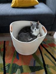Lost Male Cat last seen Near 7th ave W, Seattle, WA, Seattle, WA 98119