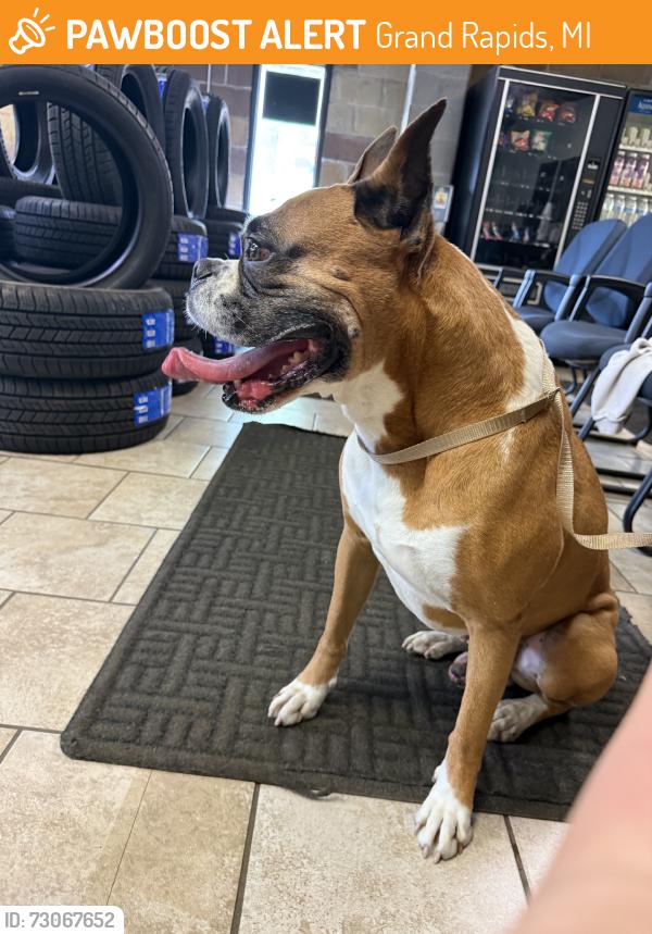 Found/Stray Male Dog last seen Curve St & Cesar Chavez - Roosevelt Park Neighborhood, Grand Rapids, MI 49503