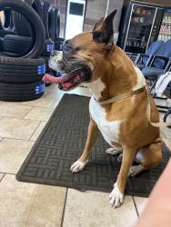 Found/Stray Male Dog last seen Curve St & Cesar Chavez - Roosevelt Park Neighborhood, Grand Rapids, MI 49503