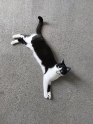Lost Female Cat last seen Frome, Somerset, England BA11