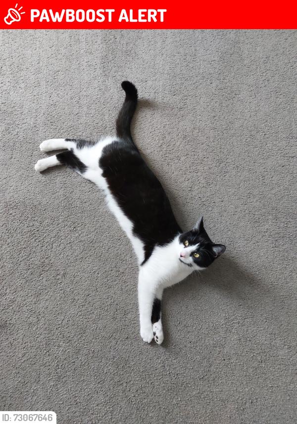 Lost Female Cat last seen Frome, Somerset, England BA11