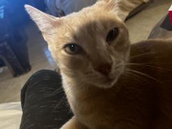 Lost Male Cat last seen Mission Glen Dr x Tamayo Dr, Houston, TX 77083