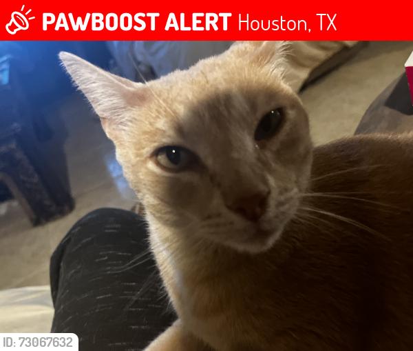 Lost Male Cat last seen Mission Glen Dr x Tamayo Dr, Houston, TX 77083