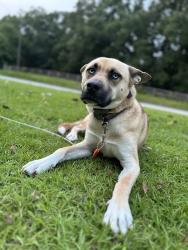 Lost Male Dog last seen Swint rd griffin ga, Griffin, GA 30224