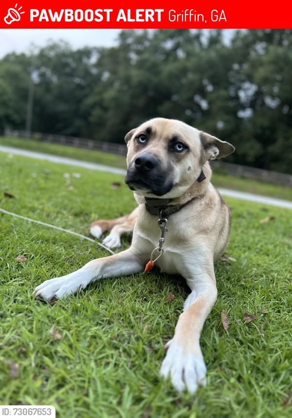Lost Male Dog last seen Swint rd griffin ga, Griffin, GA 30224