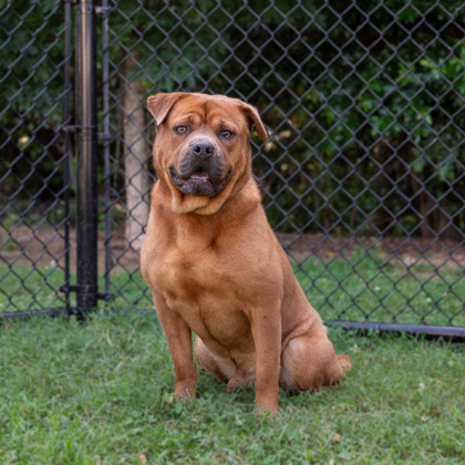 Shelter Stray Male Dog last seen Near LATCHWOOD DRIVE Lithonia, 30038, 30038, GA, 3280 Chamblee Dunwoody Rd, Chamblee, GA 30341, USA