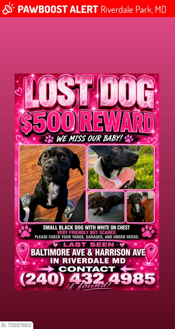 Lost Female Dog last seen Baltimore ave riverdale md, Riverdale Park, MD 20737