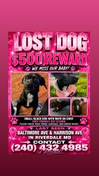 Lost Female Dog last seen Baltimore ave riverdale md, Riverdale Park, MD 20737