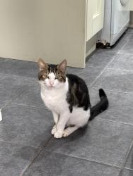 Lost Male Cat last seen Monyhull Hall Road, King's Norton, England B30 3RX