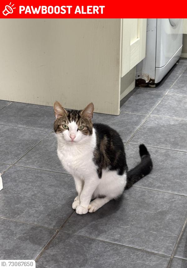 Lost Male Cat last seen Monyhull Hall Road, King's Norton, England B30 3RX