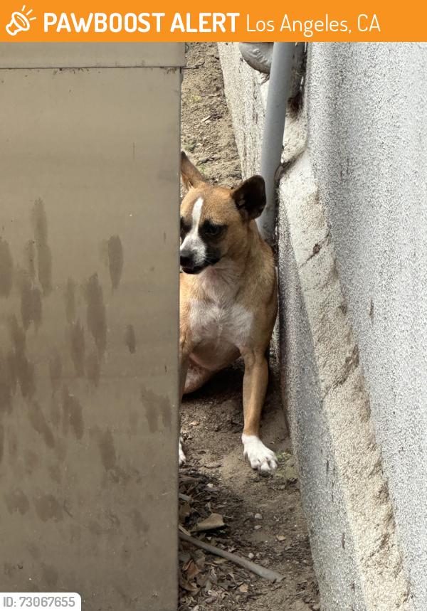 Found/Stray Female Dog last seen 49th st & mckinley, Los Angeles, CA 90011