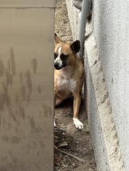 Found/Stray Female Dog last seen 49th st & mckinley, Los Angeles, CA 90011