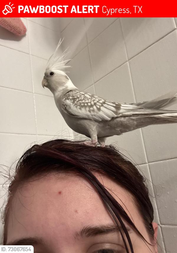 Lost Male Bird last seen Tree in apmt complex, Cypress, TX 77429