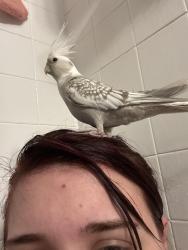 Lost Male Bird last seen Tree in apmt complex, Cypress, TX 77429