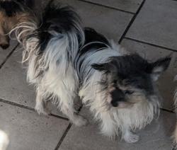 Lost Male Dog last seen Malcolm Ave , Pittsburgh, PA 15214
