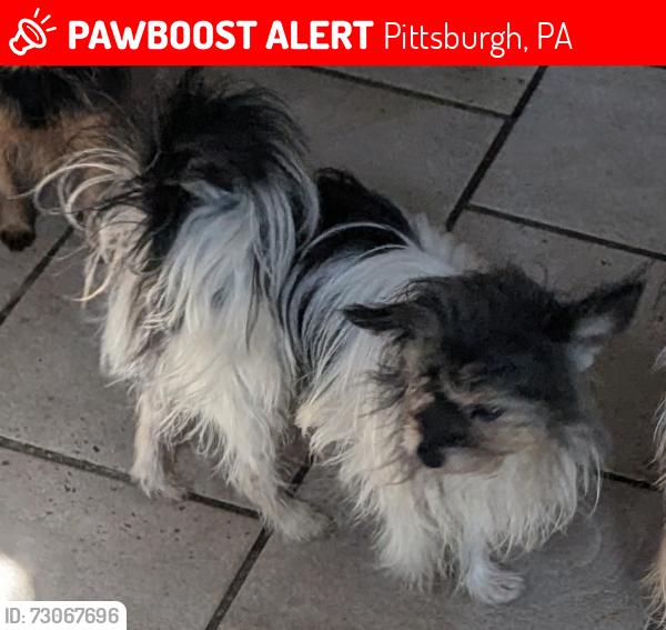 Lost Male Dog last seen Malcolm Ave , Pittsburgh, PA 15214