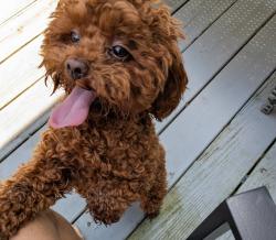 Reunited Female Dog last seen Near Druck Valley Rd, York, PA 17406