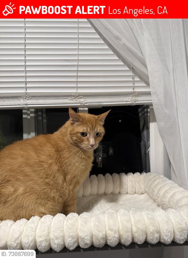 Lost Male Cat last seen Porter ranch, Los Angeles, CA 91326