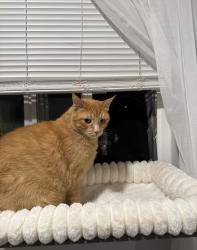 Lost Male Cat last seen Porter ranch, Los Angeles, CA 91326