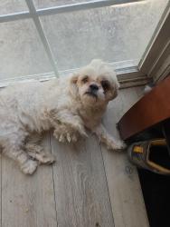 Reunited Male Dog last seen Near maui dr, San Jose, CA 95111