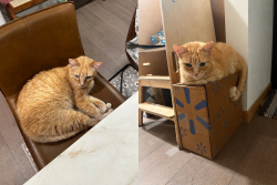 Reunited Male Cat last seen Near Muir Dr, San Jose, CA 95124