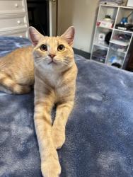 Reunited Male Cat last seen Near W Olive Rd, Clayton, NC 27520, USA, Clayton, NC 27520